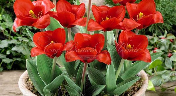 Тюльпан Шоувиннер (Tulipa Showwinner) — фото 5