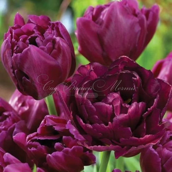 Тюльпан Шоукейс (Tulipa Showcase) — фото 2