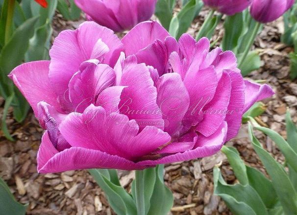 Тюльпан Шоукейс (Tulipa Showcase) — фото 4