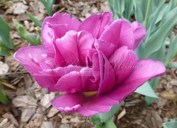 Тюльпан Шоукейс (Tulipa Showcase) — фото 6