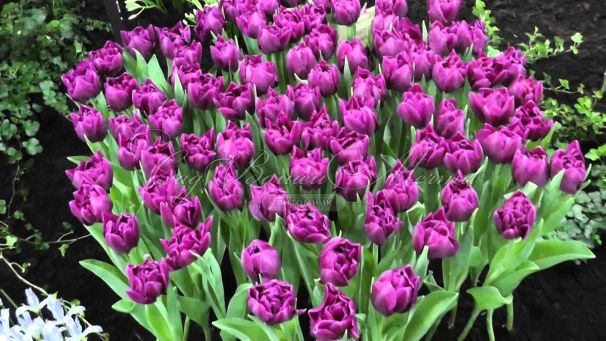 Тюльпан Шоукейс (Tulipa Showcase) — фото 7