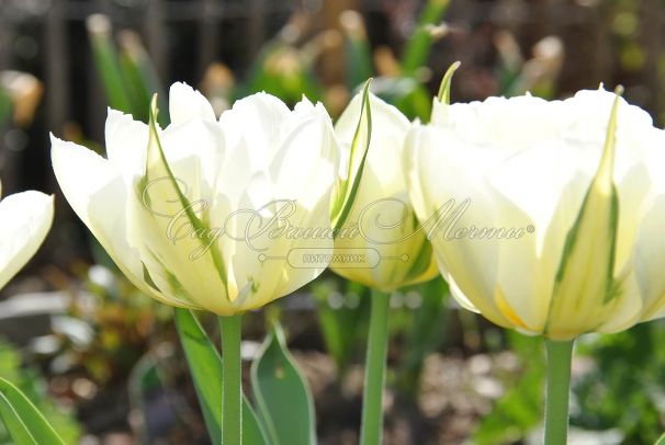 Тюльпан Экзотик Эмперор (Tulipa Exotic Emperor) — фото 3
