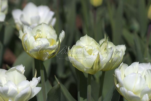 Тюльпан Экзотик Эмперор (Tulipa Exotic Emperor) — фото 4