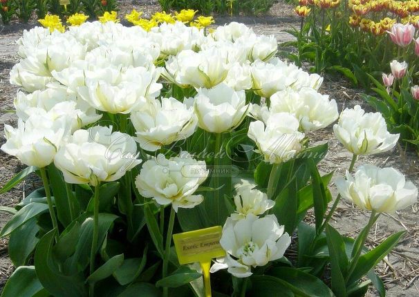 Тюльпан Экзотик Эмперор (Tulipa Exotic Emperor) — фото 5