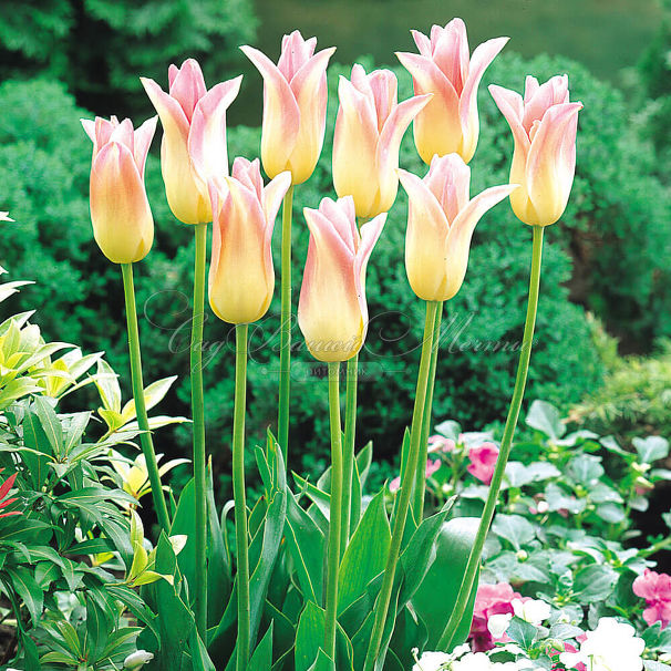Тюльпан Элегант Леди (Tulipa Elegant Lady) — фото 2