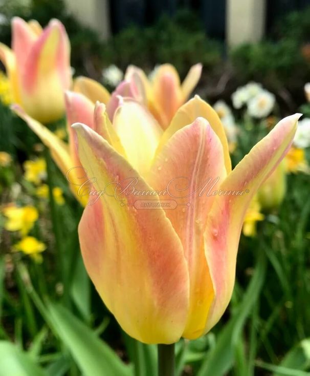 Тюльпан Элегант Леди (Tulipa Elegant Lady) — фото 3