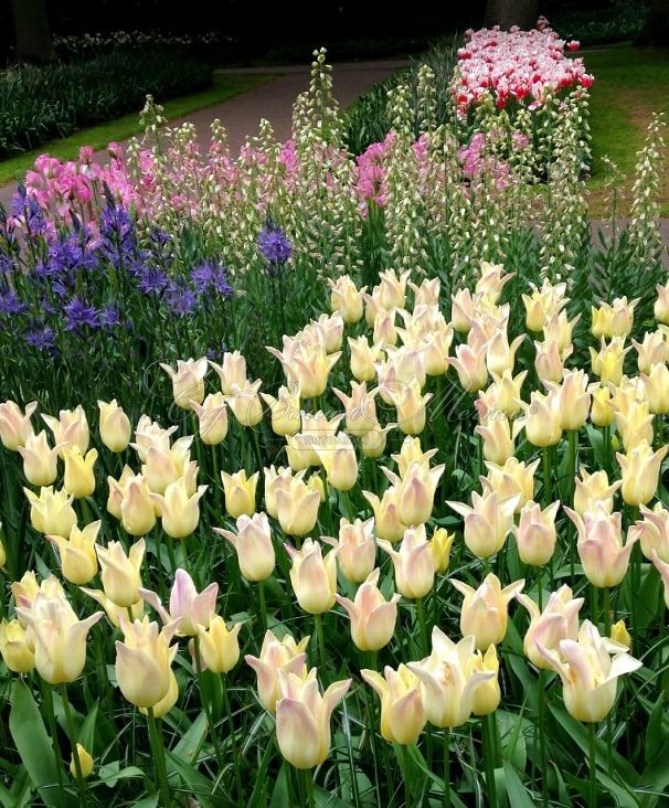 Тюльпан Элегант Леди (Tulipa Elegant Lady) — фото 4