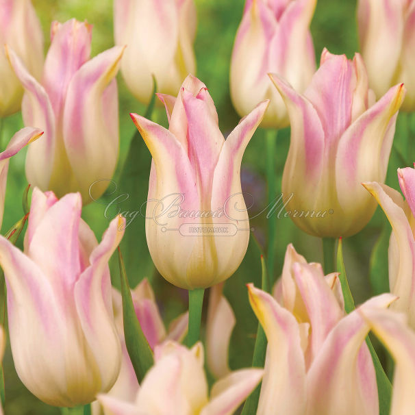 Тюльпан Элегант Леди (Tulipa Elegant Lady) — фото 5