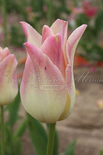 Тюльпан Элегант Леди (Tulipa Elegant Lady) — фото 6