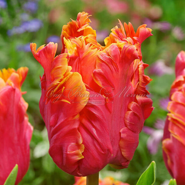 Тюльпан Эмейзинг Пэррот (Tulipa Amazing Parrot) — фото 2