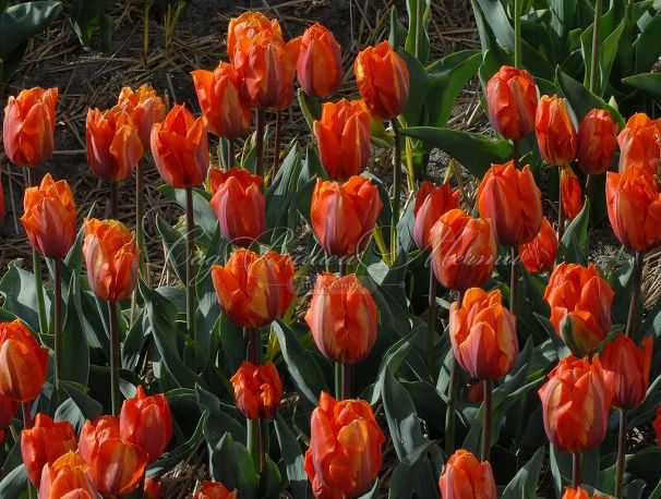 Тюльпан Эрмитаж (Tulipa Hermitage) — фото 2
