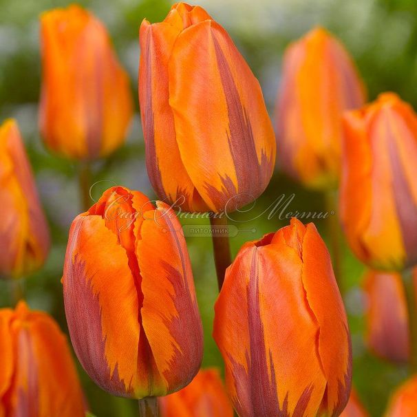 Тюльпан Эрмитаж (Tulipa Hermitage) — фото 4