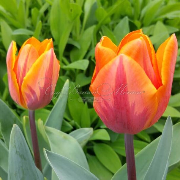 Тюльпан Эрмитаж (Tulipa Hermitage) — фото 5