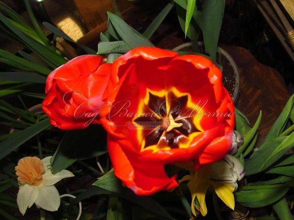 Тюльпан Эскейп (Tulipa Escape) — фото 2