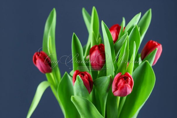 Тюльпан Эскейп (Tulipa Escape) — фото 4