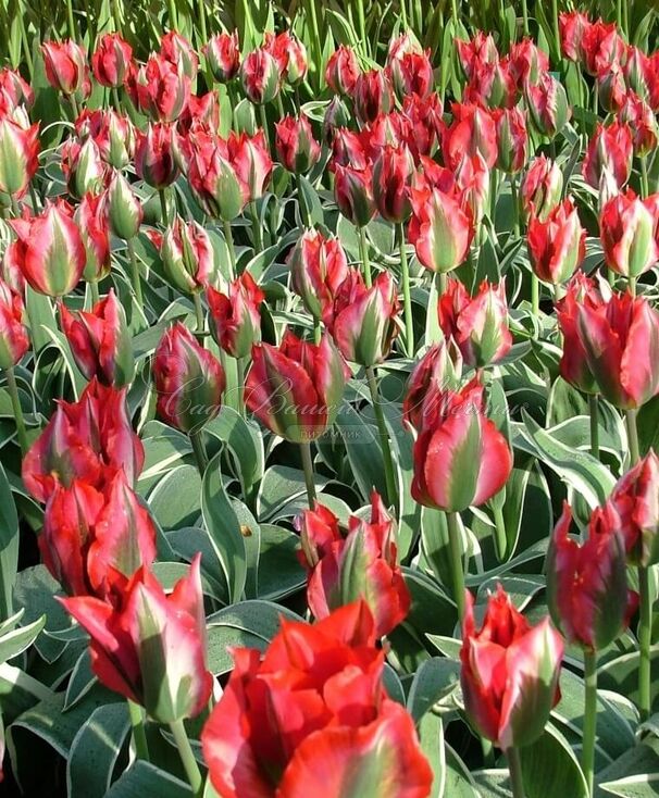 Тюльпан Эсперанто (Tulipa Esperanto) — фото 2