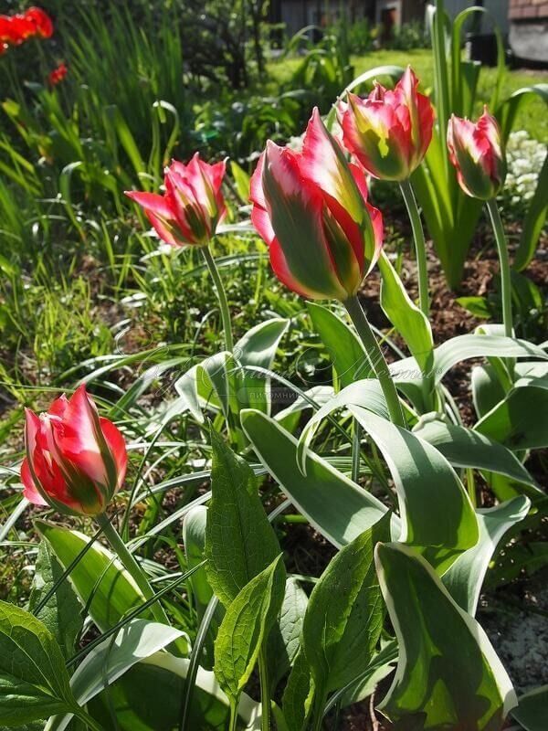 Тюльпан Эсперанто (Tulipa Esperanto) — фото 4