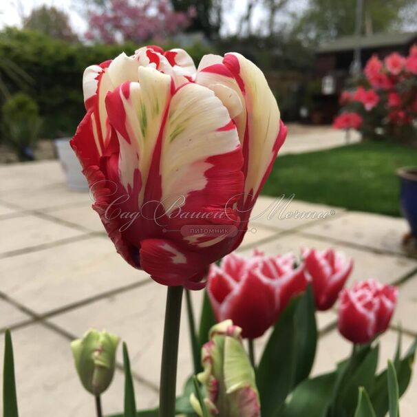 Тюльпан Эстелла Рийнвелд (Tulipa Estella Rijnveld) — фото 2