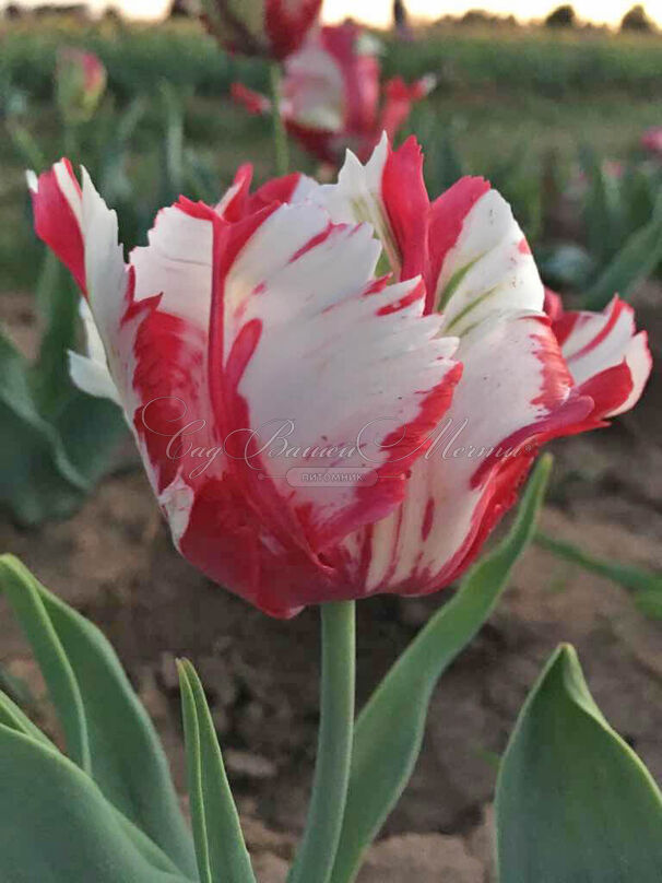 Тюльпан Эстелла Рийнвелд (Tulipa Estella Rijnveld) — фото 3