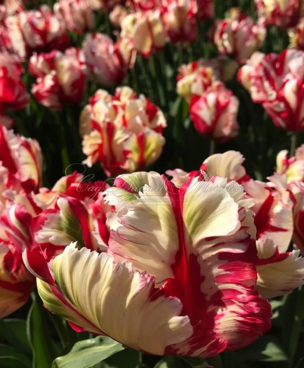 Тюльпан Эстелла Рийнвелд (Tulipa Estella Rijnveld) — фото 4