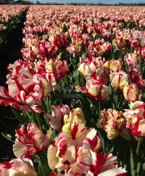 Тюльпан Эстелла Рийнвелд (Tulipa Estella Rijnveld) — фото 5