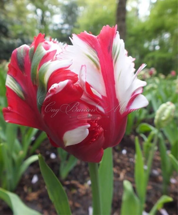 Тюльпан Эстелла Рийнвелд (Tulipa Estella Rijnveld) — фото 6