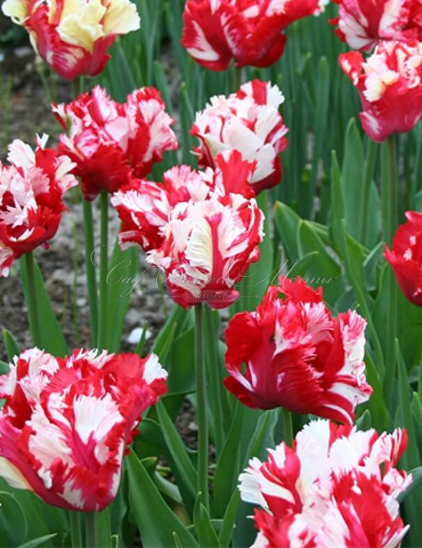 Тюльпан Эстелла Рийнвелд (Tulipa Estella Rijnveld) — фото 7