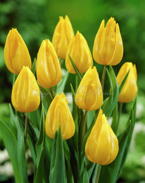 Тюльпан Ян ван Нес (Tulipa Jan van Nes) — фото 2