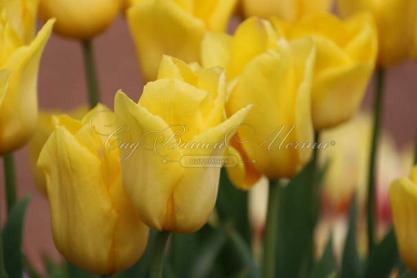 Тюльпан Ян ван Нес (Tulipa Jan van Nes) — фото 3