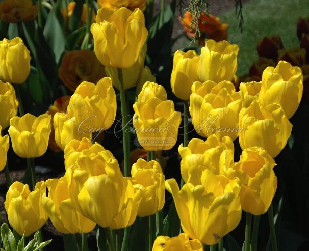 Тюльпан Ян ван Нес (Tulipa Jan van Nes) — фото 4