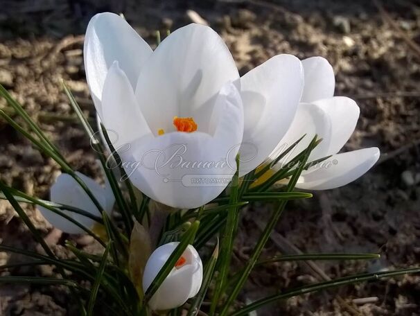 Крокус Ард Шенк (Crocus Ard Schenk) — фото 2