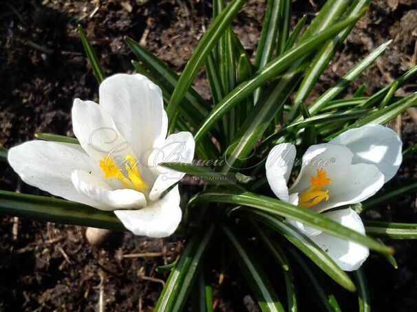 Крокус Ард Шенк (Crocus Ard Schenk) — фото 4