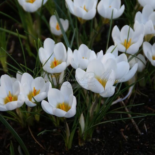 Крокус Ард Шенк (Crocus Ard Schenk) — фото 5