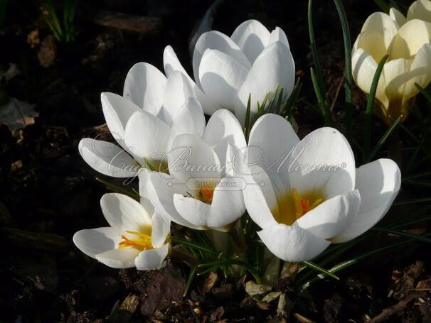 Крокус Ард Шенк (Crocus Ard Schenk) — фото 7