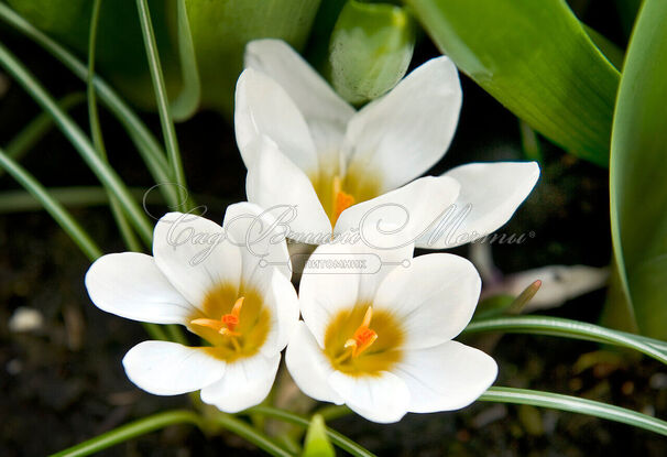 Крокус Ард Шенк (Crocus Ard Schenk) — фото 8