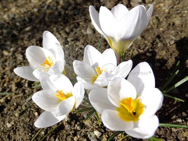 Крокус Ард Шенк (Crocus Ard Schenk) — фото 9