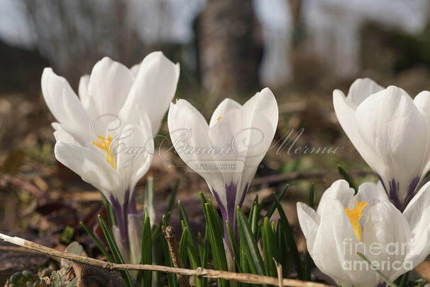 Крокус Белый (Crocus White) — фото 2