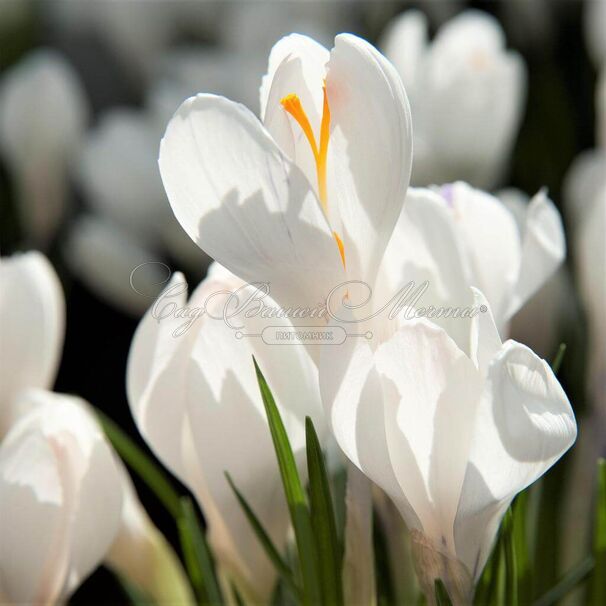 Крокус Белый (Crocus White) — фото 4