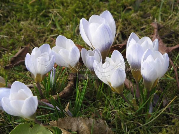 Крокус Блю Перл (Crocus Blue Pearl) — фото 2