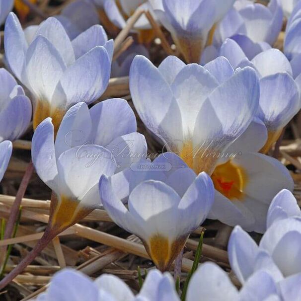 Крокус Блю Перл (Crocus Blue Pearl) — фото 3