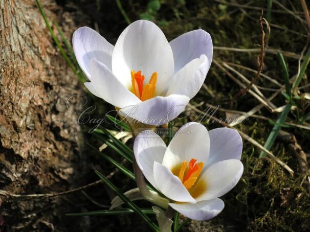 Крокус Блю Перл (Crocus Blue Pearl) — фото 4