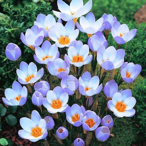 Крокус Блю Перл (Crocus Blue Pearl) — фото 6