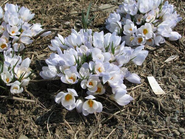 Крокус Блю Перл (Crocus Blue Pearl) — фото 8