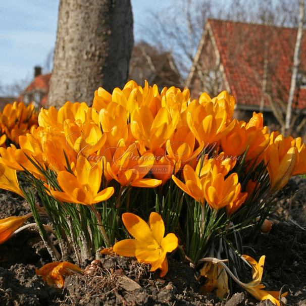 Крокус Голден Еллоу (Crocus Golden Yellow) — фото 2