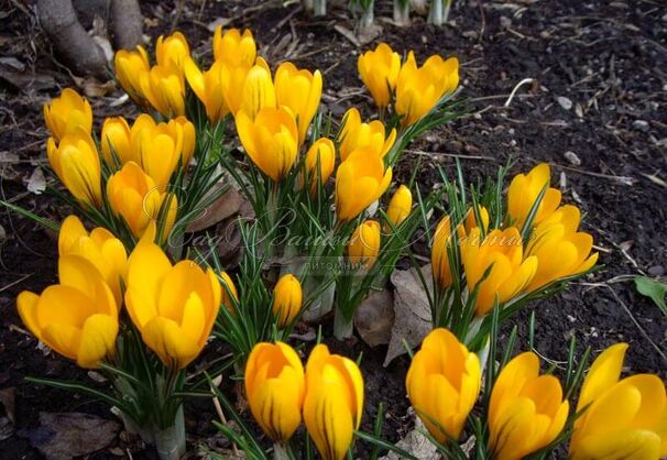 Крокус Голден Еллоу (Crocus Golden Yellow) — фото 3