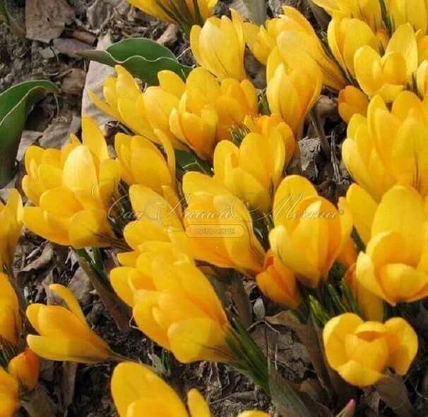 Крокус Голден Еллоу (Crocus Golden Yellow) — фото 4