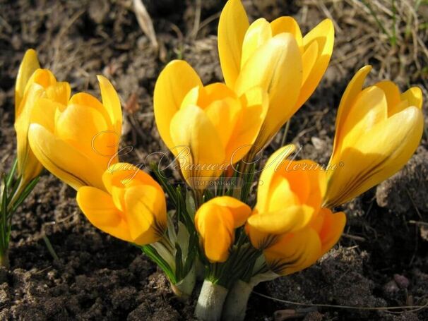 Крокус Голден Еллоу (Crocus Golden Yellow) — фото 5