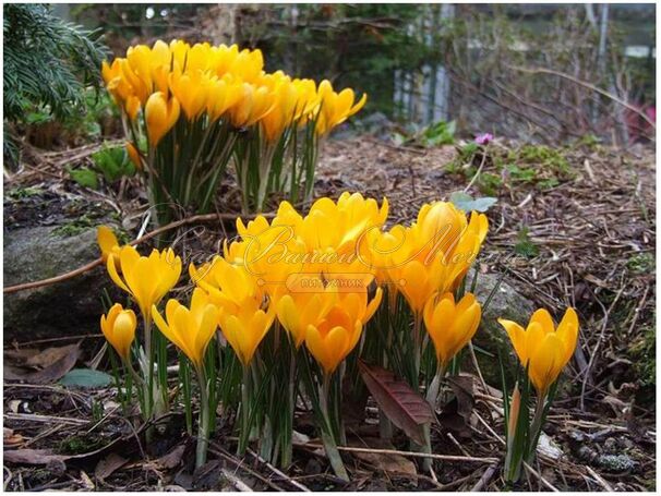 Крокус Голден Еллоу (Crocus Golden Yellow) — фото 6