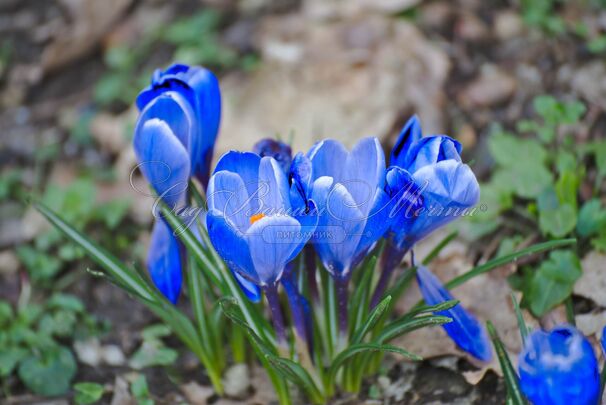 Крокус Голубой (Crocus Blue) — фото 2