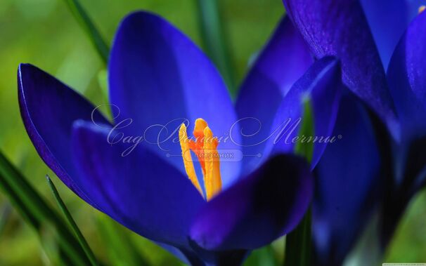 Крокус Голубой (Crocus Blue) — фото 3